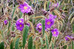 Solanum at Mount Cabrebald.jpg