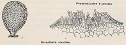 Illustrations of Soranthera ulvoidea