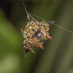 Spiny-backed orb-weaver (Gasteracantha sanguinolenta) female ventral Principe.jpg