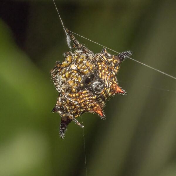 File:Spiny-backed orb-weaver (Gasteracantha sanguinolenta) female ventral Principe.jpg