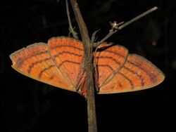 Spirama retorta - Indian Owlet moth ventral.jpg