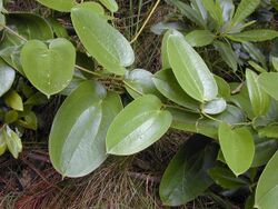 Starr 020808-0053 Smilax melastomifolia.jpg