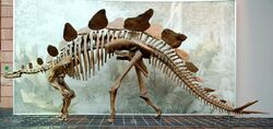 Stegosaurus Senckenberg.jpg