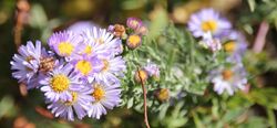 Symphyotrichum defoliatum 5242734.jpg