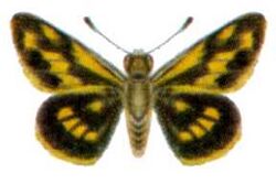 Taractrocera dolon (ento-csiro-au).jpg