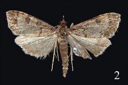 Udea albostriata.jpg