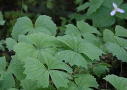 Vanilla Leaf (5659254875).jpg