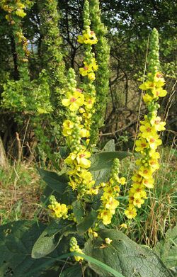 Verbascum nigrum 02.jpg