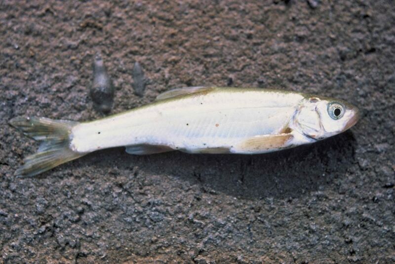 File:Virginia river spinedace fish lepidomeda mollispinis mollispinis.jpg
