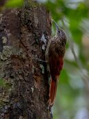 Xiphorhynchus pardalotus Chestnut-rumped Woodcreeper; Presidente Figueiredo, Amazonas, Brazil.jpg