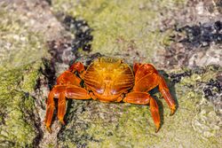 Zayapa (Grapsus grapsus), Las Bachas, isla Santa Cruz, islas Galápagos, Ecuador, 2015-07-23, DD 21.jpg