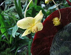 黃瓣秋海棠 Begonia xanthina -新加坡濱海灣花園 Gardens by the Bay, Singapore- (24995819851).jpg