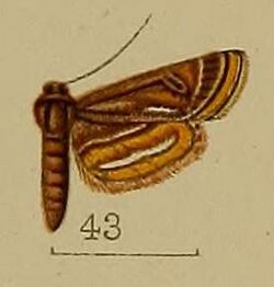 43-Oligostigma andreusialis Hampson, 1912.JPG