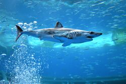 A shortfin mako shark swimming in an aquarium.(1).jpg