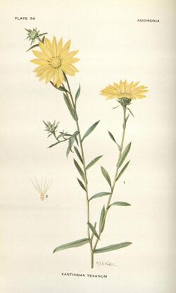 Addisonia (PLATE 056) (8577488442).jpg