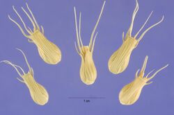 Aegilops ventricosa seeds.jpg