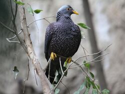 African Olive Pigeon RWD4.jpg