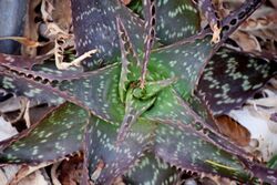 Aloe lateritia in Jardin des Plantes de Toulouse 01.jpg