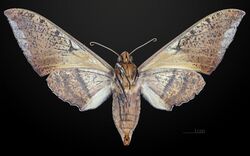 Ambulyx staudingeri MHNT CUT 2010 0 19 Philippines female ventral.jpg