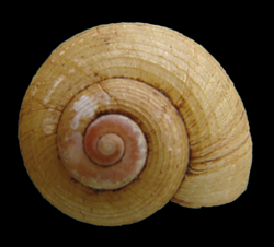 Amphicyclotulus dominicensis shell 2.png