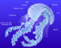 Anatomy of a jellyfish-en.svg