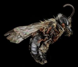 Andrena carlini.jpg