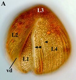 Auranticordis quadriverberis 1a.jpg