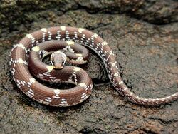 Barred Wolf Snake (Lycodon striatus) Photograph By Shantanu Kuveskar.jpg