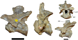 Baryonyx neck vertebrae.png