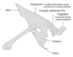 Diagram of a general bird pelvic girdle skeleton including the lower vertebral column sections. The diagram includes the synsacrum, caudal, and pygostyle vertebrae. Note that the caudal vertebrae (5–10) are not fused in this diagram but can be in certain species.
