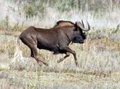 Black Wildebeest.jpg