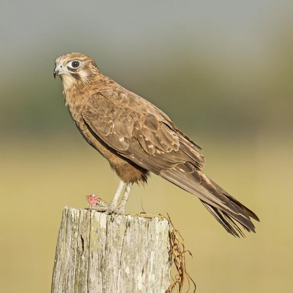 File:Brown falcon.jpg
