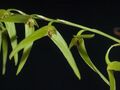Bulbophyllum elisae (2011-101-PB184863) (6475018487).jpg
