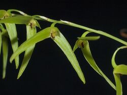 Bulbophyllum elisae (2011-101-PB184863) (6475018487).jpg