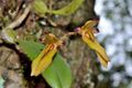 Bulbophyllum omerandrum 毛藥捲瓣蘭 (34055003243).jpg