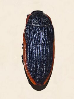 Buprestidae - Temognatha grandis.JPG
