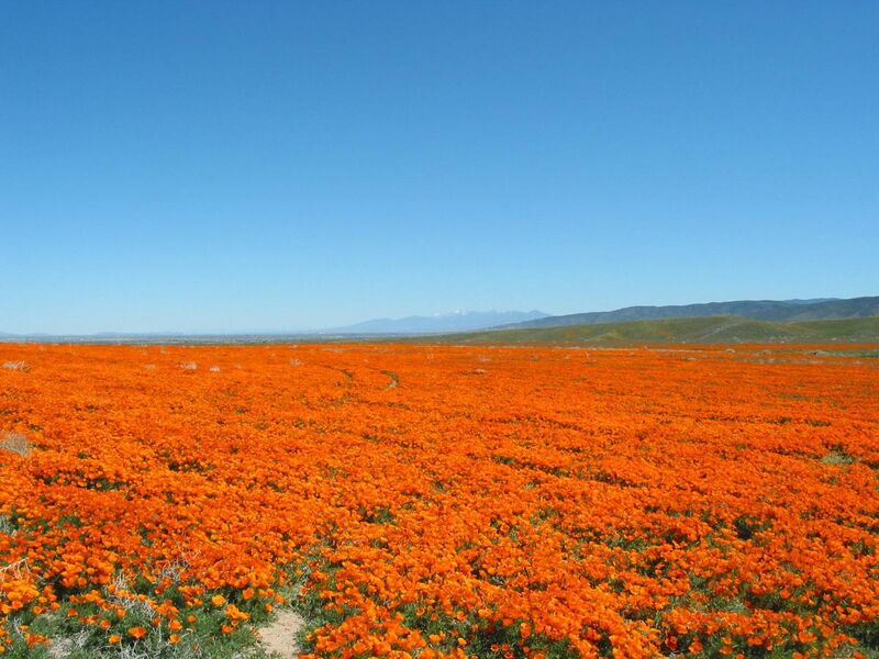 File:California Poppies1.jpg