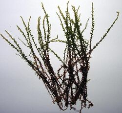 Calliergon cordifolia resize.jpg