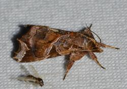 Callopistria floridensis – Florida Fern Moth (14443351807).jpg