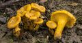 Cantharellus chicagoensis Leacock, J. Riddell, Rui Zhang & G.M Muell 353575.jpg