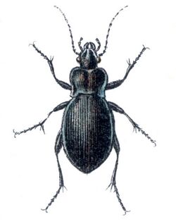 Carabus convexus.jpg