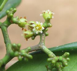 Carallia brachiata flowers at Mayyil (6).jpg