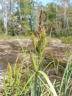 Carex joorii.jpg