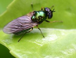 Chloromyia speciosa01.jpg