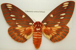 Citheronia azteca female sjh.jpg