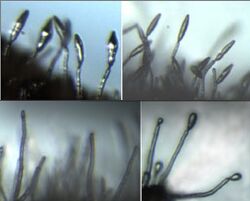 Conidiophores of corn gray leaf spot fungus.jpg