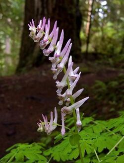 Corydalis scouleri.jpg