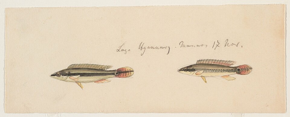 File:Crenicichla wallacii (Lake January, Brazil, 17 November 1865; 2 fish).jpg