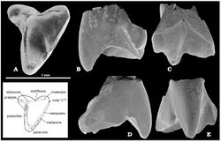 Crusafontia amoae.jpg