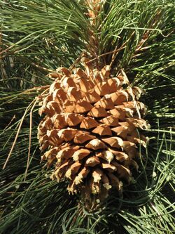 Culter pine cone.jpg
